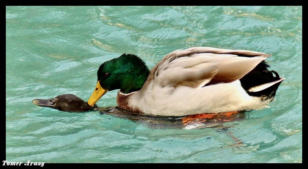 Mallard ducks Mating by Tomer Arazy is licensed under CC BY-NC-SA 2.0